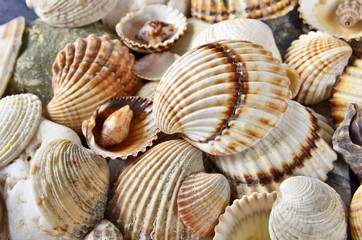  close-up  seashells and stones of many types and sizes