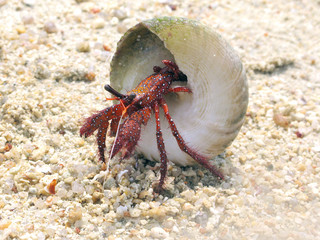 Hermit crab on white sand beach