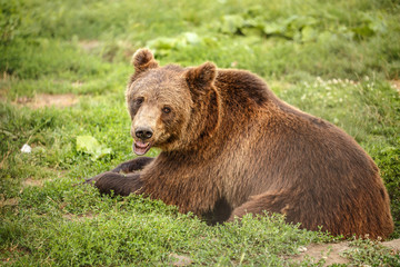 Obraz na płótnie Canvas Brown bear resting