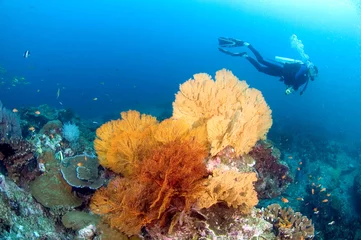 Young man scuba-diver diving near a sea fan on a tropical coral reef in clear underwater world, Similan island, Similan national park, North Andaman, Thailand