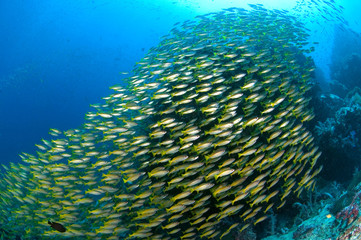 Fototapeta premium School of yellow fish (Big eye Snappers) on coral reef underwater , south andaman, Thailand