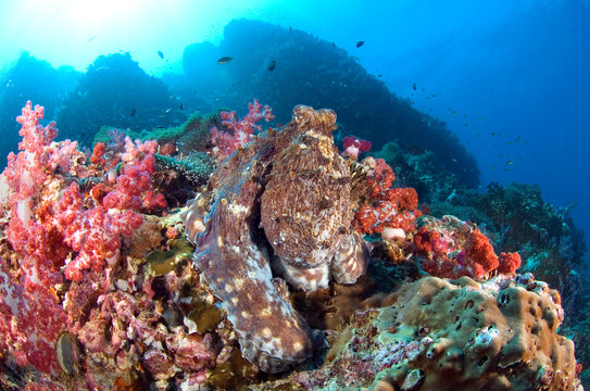 Camouflage of an Common Octopus, Octopus Vulgaris on the coral reefs, underwater of Similan National park, North Andaman sea, South of Thailand. 