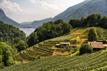 Vineyard near Arogno (Ticino, Switzerland)