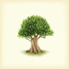 Color illustration of the olive tree. Vector format