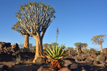 Agave plant and quiver trees, Namibia, Africa