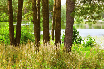 pine forest at the pond