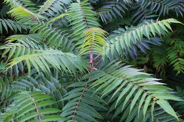 Photo sur Plexiglas Lilas Blätter des Essigbaums