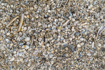 Nordsee Muschelbank Texture