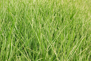 Ornamental Grass Carex