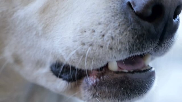 Labrador retriever dog teeth