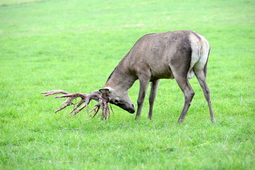 komm mir nicht zu nahe, stattlicher Hirsch mit blutigem Geweih in Abwehrhaltung