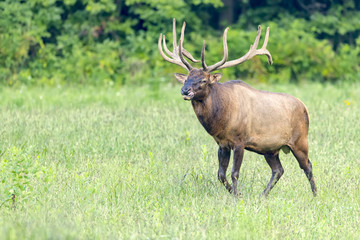 bull elk walking through field.