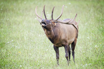 Bull Elk in field bugling.