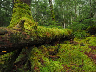 Moss covered trees in green forest.