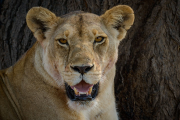 Lion (Panthera leo). Ruaha National Park. Tanzania
