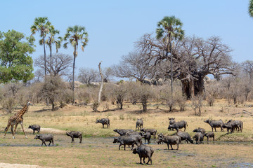 African buffalo or Cape buffalo (Syncerus caffer) and Masai giraffe  or Maasai giraffe (Giraffa camelopardalis tippelskirchi). Ruaha National Park. Tanzania