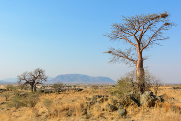 Baobab (Adansonia digitata). Ruaha National Park. Tanzania