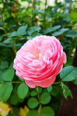 Pink rose in the garden