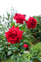 Red roses in the garden