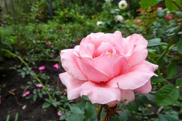 Pink rose in the garden