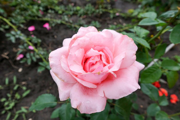 Pink rose in the garden