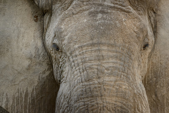 African Bush Elephant (Loxodonta africana) portrait. Ruaha National Park. Tanzania