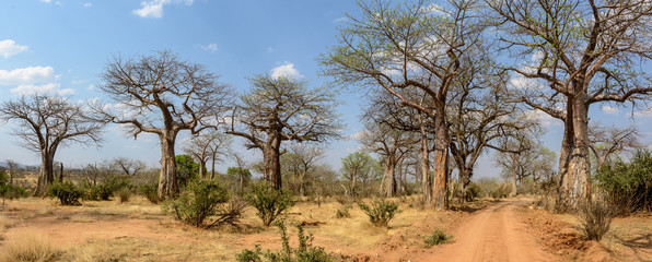 Baobab (Adansonia digitata). Parc national de Ruaha. Tanzanie