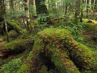 苔の森