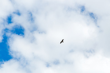 Eagle in the sky