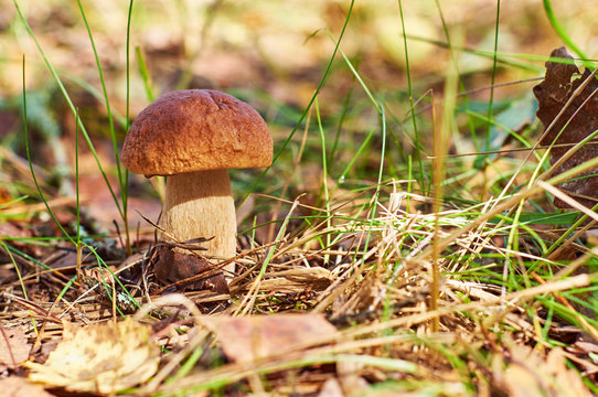Cep mushroom growing in the forest