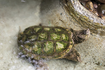 Obraz premium Little turtle in the water.