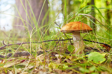 Sunlit aspen mushroom in the forest