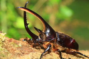 Neptunus beetle (Dynastes neptunus) male in Ecuador

