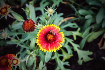 Bumblebee working on a gaillardia flower.