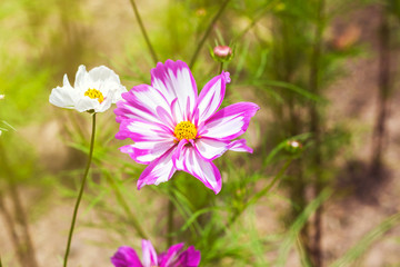 Fototapeta premium cosmos flowers on spring background, cosmos flowers
