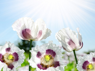 Poppy flower with bees in sunny day.