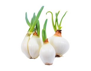 Fresh onions with leaves isolated on white background