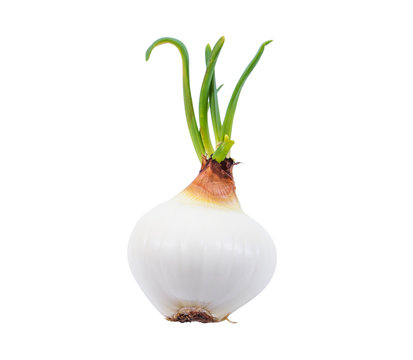 Fresh onion with leaves isolated on white background