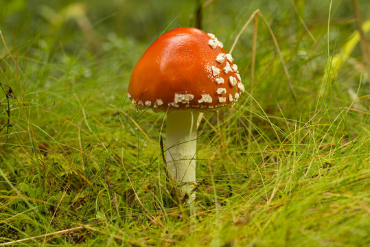 closeup of fly agaric