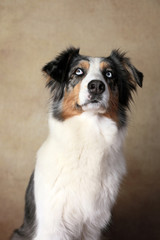 Australian Shepherd mit blauen Augen im Studio