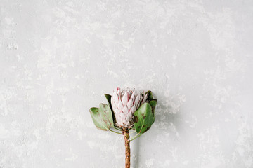 proteus flower on bright concrete background. flat lay, top view