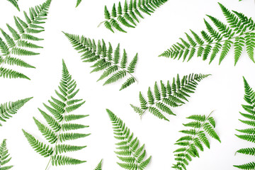 fern branches pattern isolated on white background. flat lay, top view
