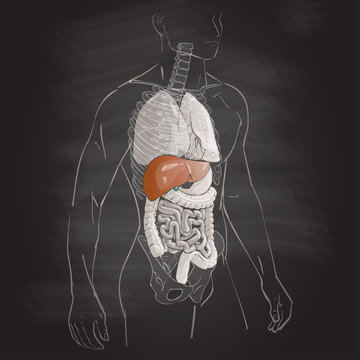 illustration of the liver