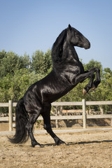 Naklejka premium Prancing black horse