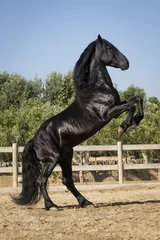 Store enrouleur Chevaux Prancing black horse