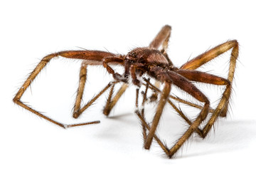 Spider close up, isolated on white background