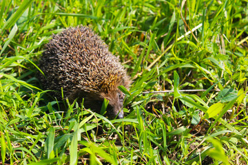 Hedgehog on green grass