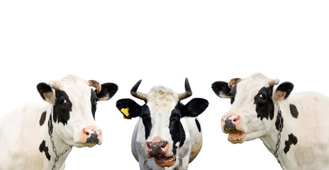 Three funny cow isolated on a white background. Portrait of three cute cows. Group of cows talk to...