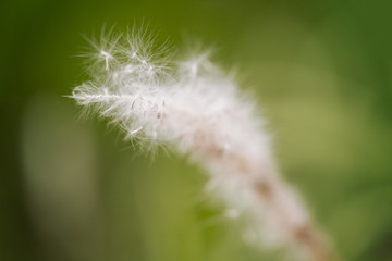 White fountain grass flower in close up