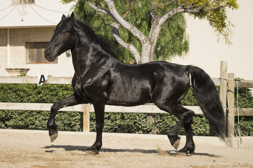 Black trot